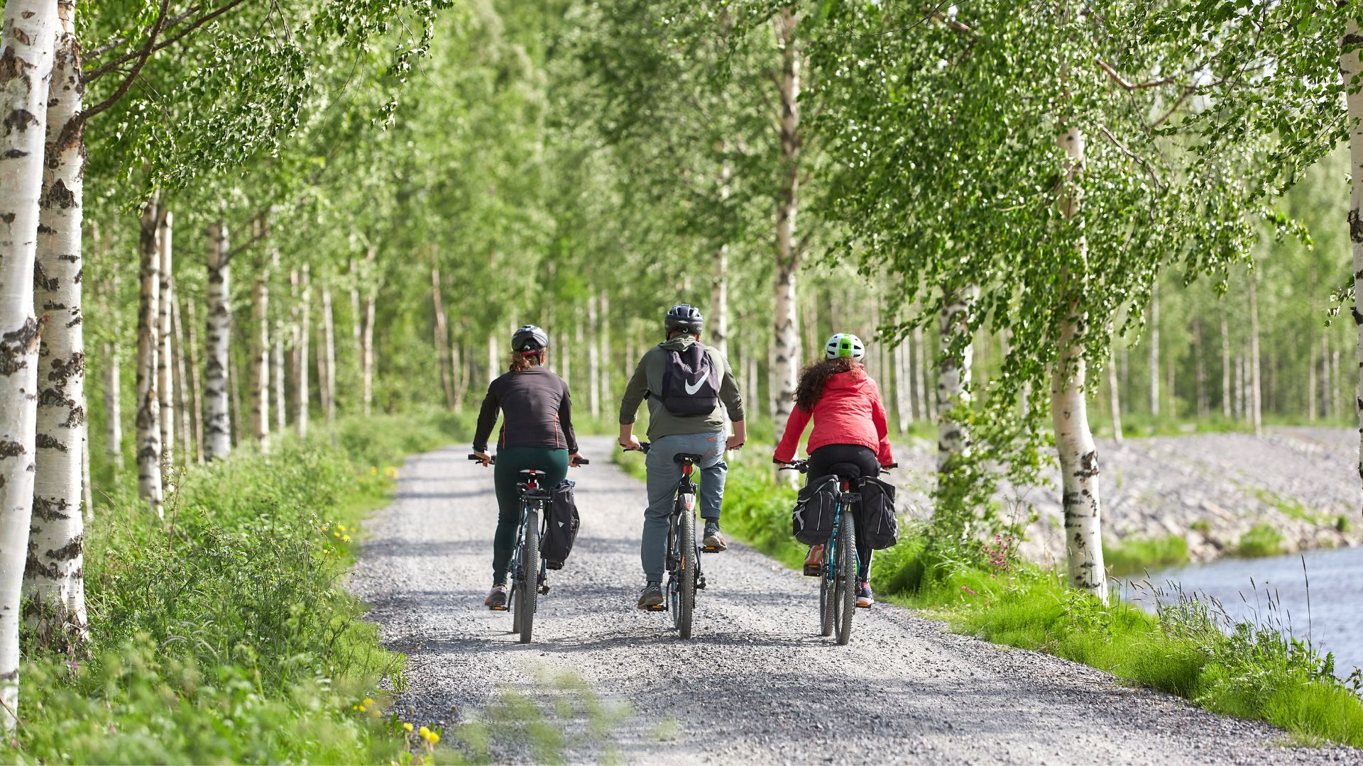Three cyclists riding along a gravel road lined with birch trees in summer.